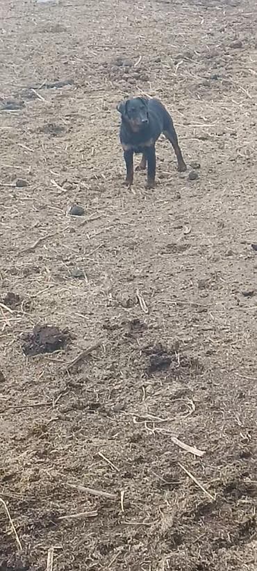 собаки пудели: Щенок, похожий на метиса охранных пород: компактного размера, крепкого — 2