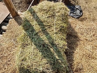 ат базар талас: Сено в тюках. беде чоп аралаш биринчи покос Бишкекте — 3