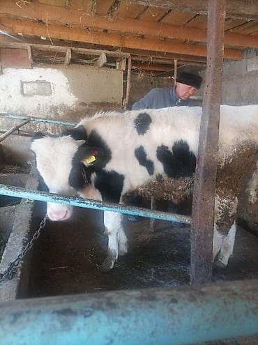 продаю быка на племя: Продаю | Бык (самец) | На откорм | Привязанные — 5