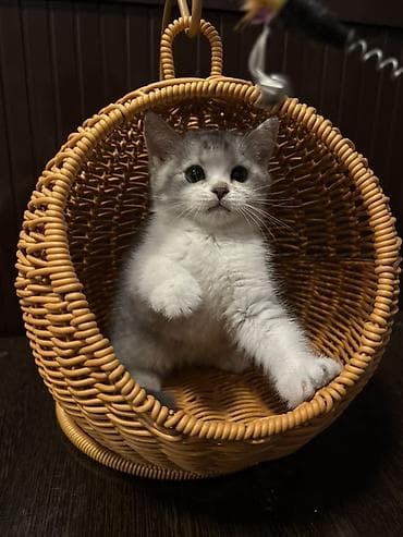 кошка шотланка: Скотиш Страйт (Шотландская прямоухая), 2 месяца, Девочка — 3