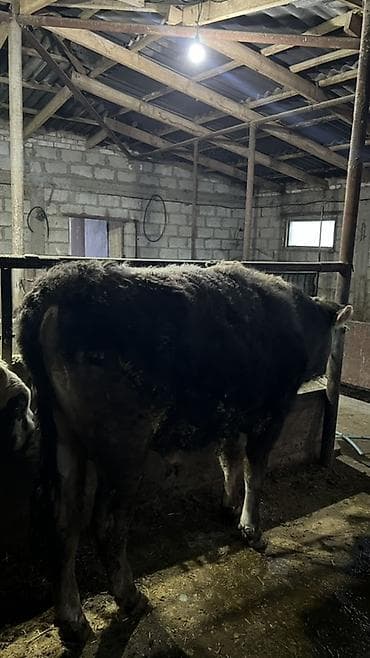 корм для поросят: Продаю | Бык (самец) | На откорм | Привязанные — 1