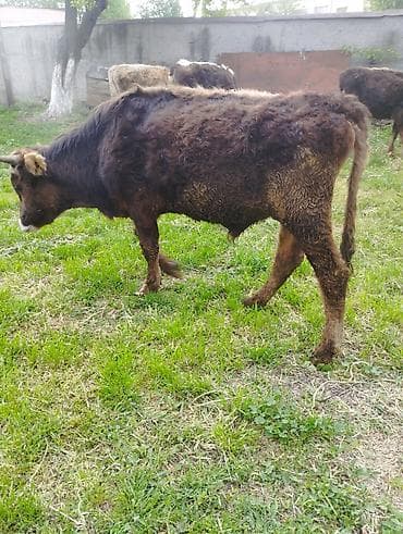 британская кошка бишкек: Продаю | Бык (самец) — 1