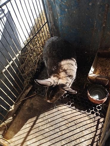 карлики кур: Продаю | Крольчиха (самка) | Для разведения — 2