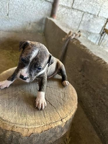 собака хаски: Щенки питбуль — 2