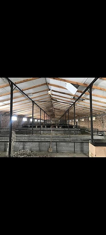 под кашар: Раздольное село Сдается кошара Площадь: 600м2; 50соток Территория — 2