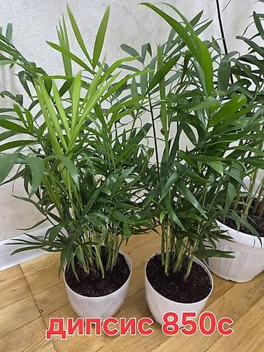 Бегониялар: Бегония декоративная в горшке + комнатные пальмы (дипсис/хамедорея) - — 9