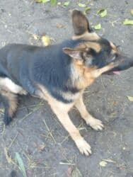 фонд помощи животным: Даром щенки 5 штук папа овчарка мама дворовая очень хорошо ловит — 9