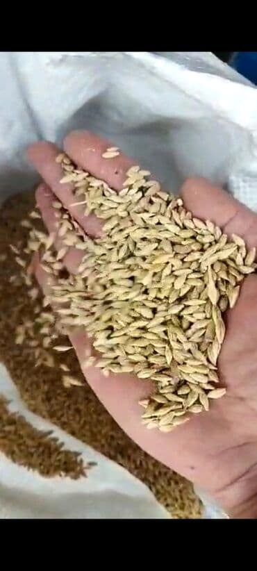 ячмень цена: Продаю ячмень Россия корм 21 сом
пшеница 19 сом Россия — 1