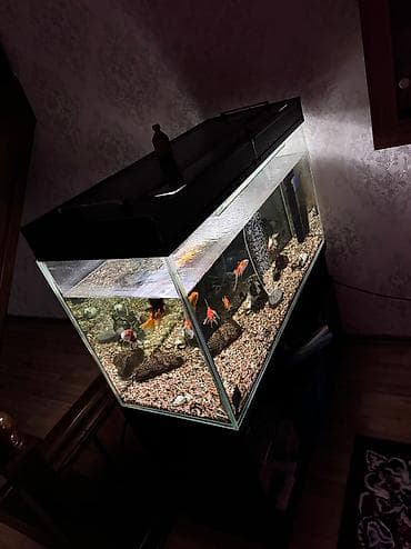 мальки сазана: Продается аквариум вместе с рыбками самовывоз для полный — 3
