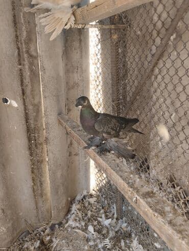 борщ кой: СРОЧНО ПО 350 СОМ оптом город ТОКМОК Породистые декоративные голуби с — 12