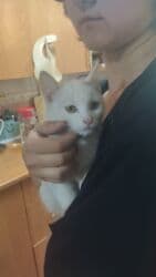 отдам котят в добрые руки: 2 месяца, Девочка, Приучена к лотку, Проглистована — 6