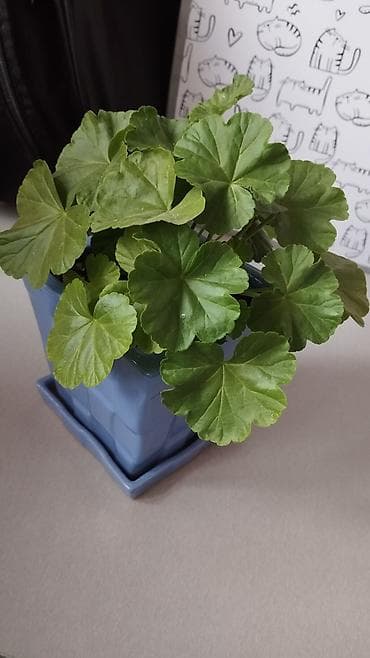 розы в колбе: Пеларгония (герань) в горшке – комнатные цветы с крупными шаровидными — 10