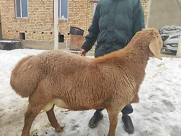 цена барана бишкек: Сатам | Ургаачы кой (ургаачы) | Көбөйтүү үчүн | Ургаачы — 4