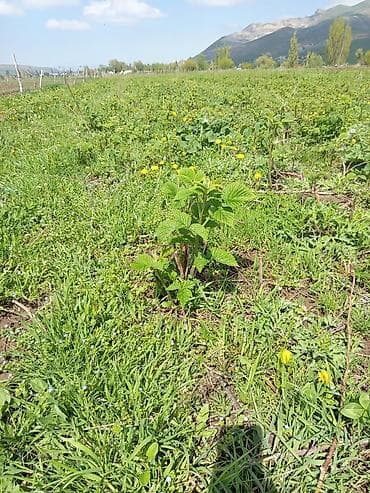 цветочный салон: Малина — 4