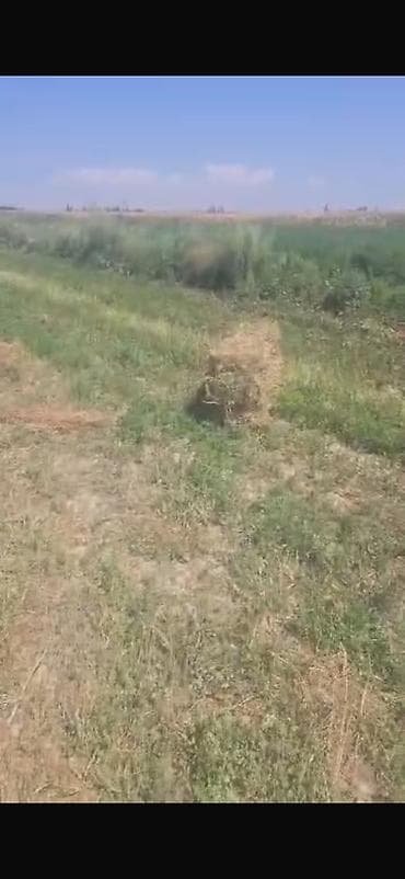 эшек жаныбар: Сено в тюках( малга чоп сатылат кургак талаада) - Тип: луговое — 2