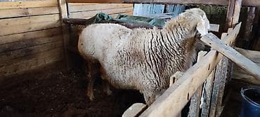 куры обмен: Продаю | Овца (самка) | Для разведения | Ярка — 2