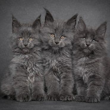 Продажа кошек: Продажа осталось одна девочка мощная, крупная мейн-кун дымчатого — 2