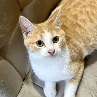 отдам котенка в добрые руки: Молодой рыжик в добрые руки Мальчик, очень ласковый и пушистый Лоток — 3