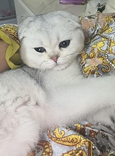 купить кошку манчкин: Шотландская вислоухая кошка (Scottish Fold), окрас серебристая — 3