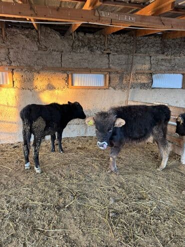 собаки бишкек: Продаю | Музоо, торпок | На откорм — 2