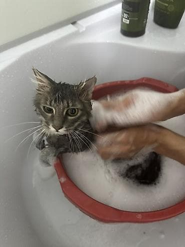 купить кошку: Ищу добрую и ответственную семью для кошки (без маленьких детей) — 7