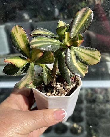 Текстиль: Продаю суккуленты: эхеверии, седумы, крассулы, эониумы алоэ — 10