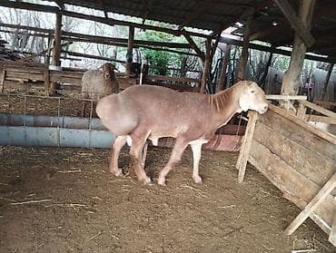 кой козусу: Продаю | Баран (самец) | Арашан | Для разведения | Племенные — 6