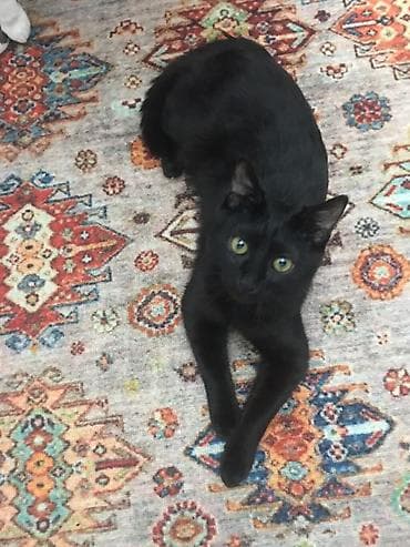 британская кошка цена бишкек: Кошка даром: Бомбейская, 2 месяца, Мальчик — 1