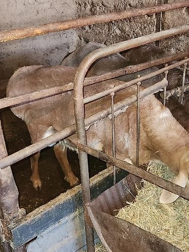 баран матка: Продаю | Баран (самец) | Для разведения | Племенные — 3