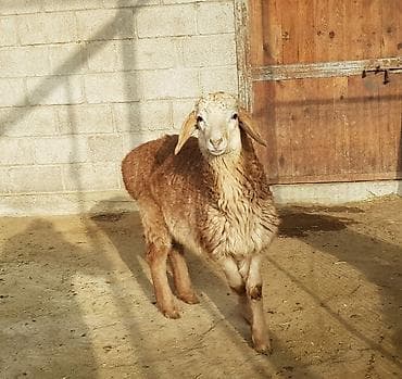 британская кошка бишкек: Продаю | Ягненок, Баран (самец) | Арашан — 2