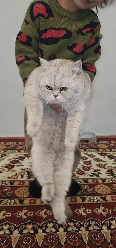 Продаётся кошка породы Scottish Straight окраса серебристая шиншилла