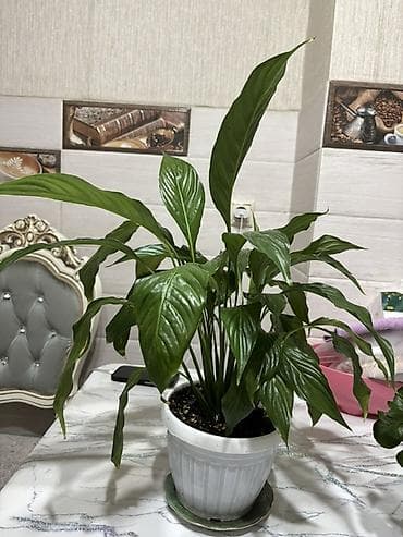Спатифиллум (Spathiphyllum) в декоративном пластиковом горшке - Куст at lalafo.kg Спатифиллум (Spathiphyllum) в декоративном пластиковом горшке - Куст