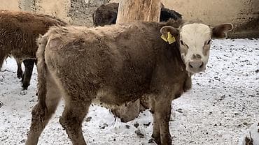 токмок животные: Продаю | Музоо, торпок | Полукровка | На откорм — 8