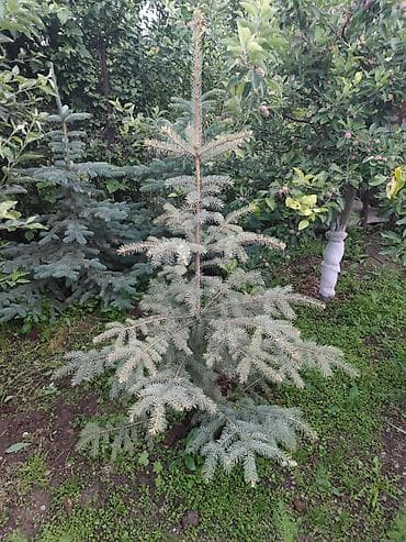 слива ягоды: Ель голубая (Picea pungens, Blue Spruce) — декоративные саженцы с — 3