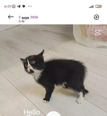 где можно купить кошку в бишкеке: Отдам котёнка в добрые руки 🐾 Девочка, 3 месяца. Очень умная, ласковая — 10
