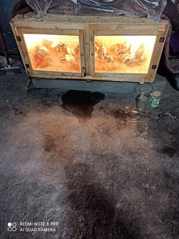 продам бу оборудование для птицефабрики: Жаны таза жожо багуу учун брудер сатылат — 2