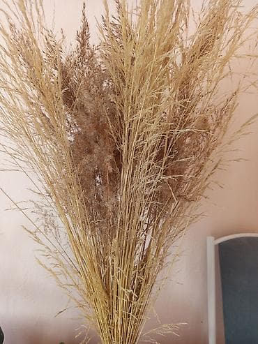 другие: Комнатные растения в горшках Предлагаются комнатные растения на — 10