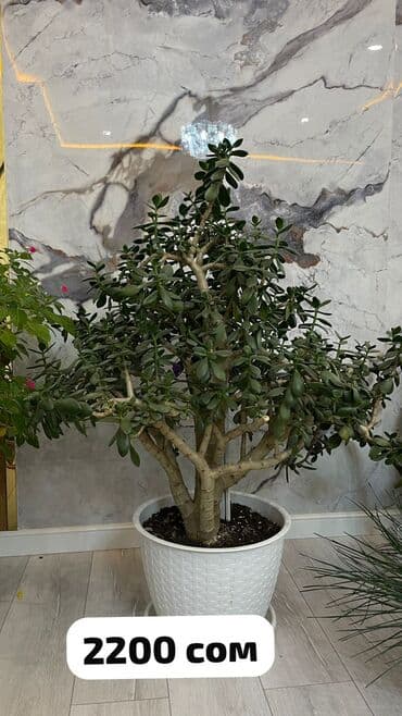 фитолампы для растений: Домашние комнатные цветы 🌿 Разные виды — смотрите цены на фото Продаю — 1