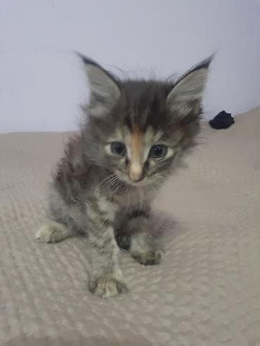 кошка даром: Котята домашние, окрас: - рыжий табби (два котенка — классические — 2