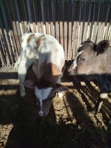 дойныйе коровы: Продаю | Бык (самец) | На откорм — 1
