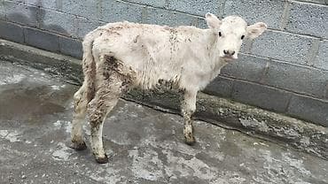 Зоотовары: Продаю | Музоо, торпок | На откорм — 4