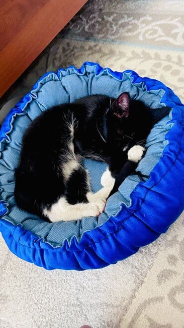 отдам кошку в добрые руки: Кошка даром: Беспородная, 7 месяцев, Мальчик, Приучена к лотку — 3