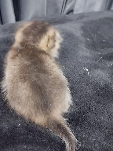 сколько стоит тайская кошка: Открыта бронь на плюшевых шотландских котят (скоттиш-фолд и страйт) — 8