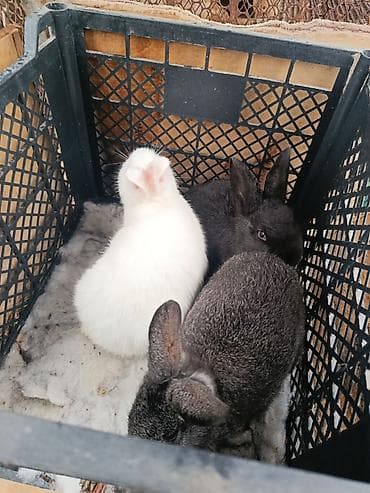 малёк осетра: Продаю | Крольчата | Для разведения — 1