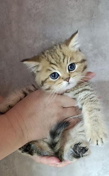 домик бутка: Скотиш Страйт (Шотландская прямоухая), 2 месяца, Мальчик, Золотая шиншилла, Приучена к лотку — 4