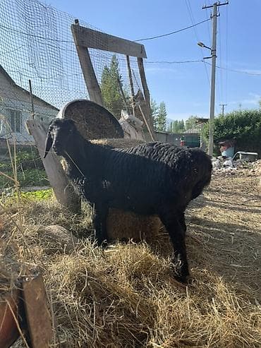 Продам с/х животных: Продаю | Овца (самка), Ягненок | Арашан | Для разведения | Племенные, Ярка — 3