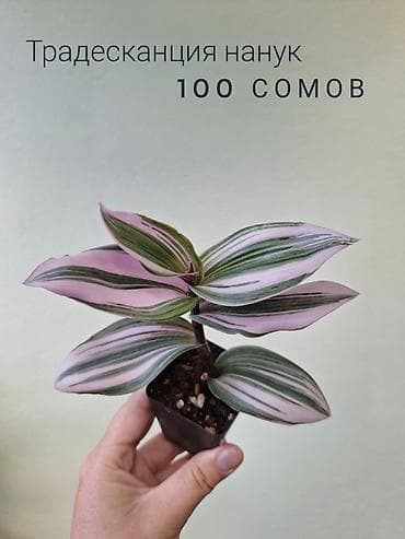 арбузов: 🌿 Комнатные цветы (укоренённые черенки/молодые растения/взрослые — 9