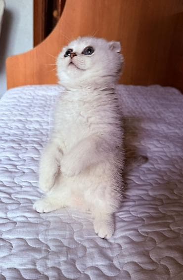 Мышыктар: Чистокровные шотландские вислоухие котята 🐾(Scottish Fold) — 6