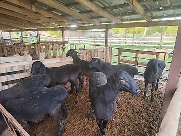 ко шомо: Продаю | Баран (самец) | Полукровка — 4