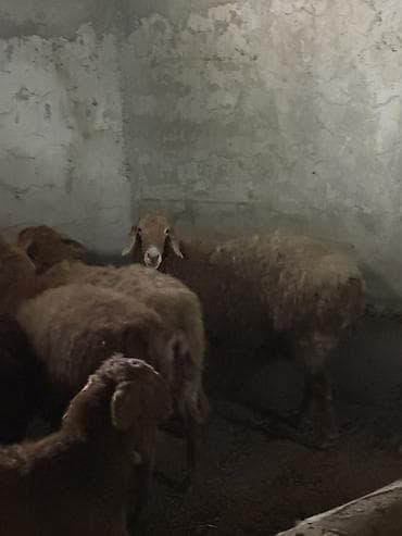 сколько стоят вислоухие кошки: Продаю | Овца (самка) | Эдильбаевская | Для разведения | Матка — 1